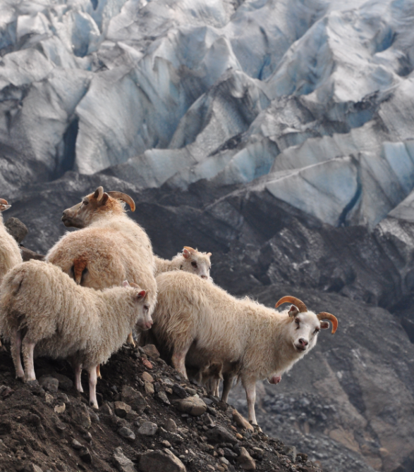 icelandic sheep