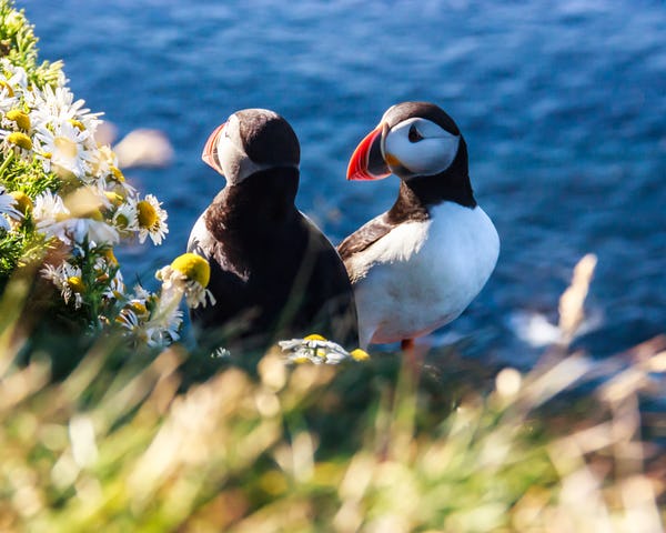 2 DAYS – PUFFIN AND GLACIER TOUR